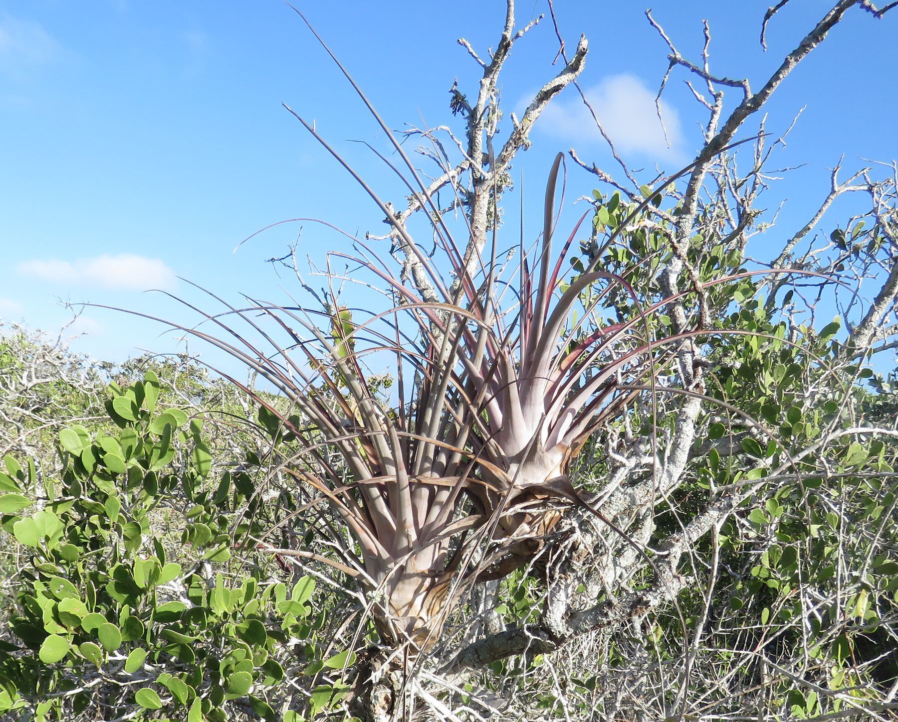 Tillandsia dasyliriifolia